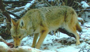 Coyote scavenging deer