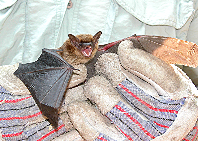 Ecological Wildlife Solutions™ Ecological Wildlife Solutions™